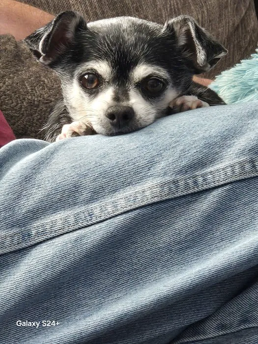 Sonoran Foothills Pet Clinic 7