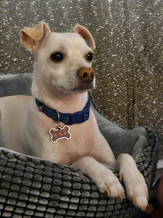 Sonoran Foothills Pet Clinic 5