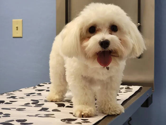 Sonoran Foothills Pet Clinic 9