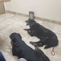 Rahal, Cheryl, Dvm - Desert Hills Animal Clinic ico