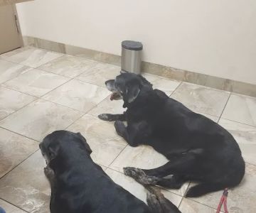 Rahal, Cheryl, Dvm - Desert Hills Animal Clinic