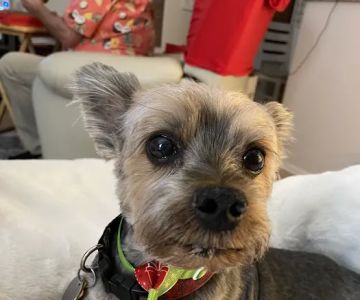 Eye Care for Animals - Phoenix