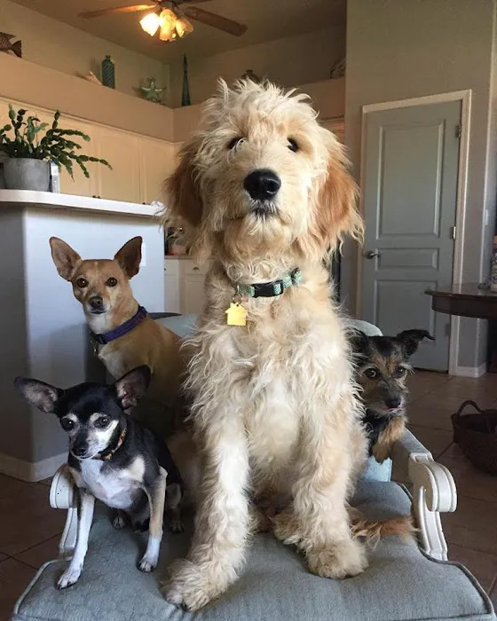 The Pet Wellness Center 7