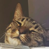 The Pet Wellness Center ico