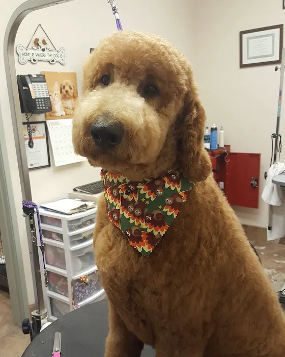 Fletcher Heights Animal Hospital & Grooming 6