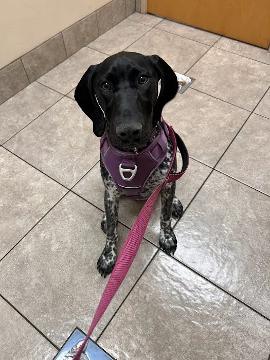 Fletcher Heights Animal Hospital & Grooming 7