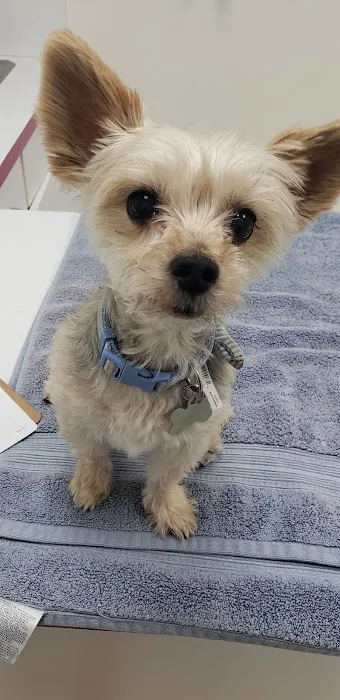All Pets Animal Hospital 3