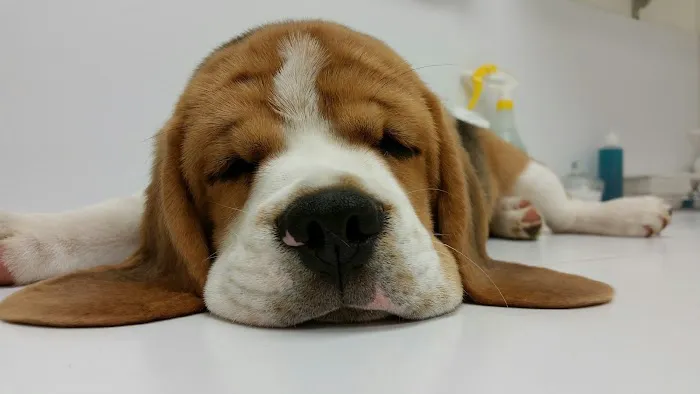 All Pets Animal Hospital 5
