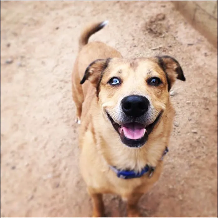 All Pets Animal Hospital 10