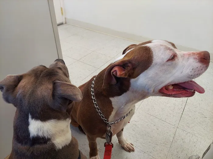 All Pets Animal Hospital 8