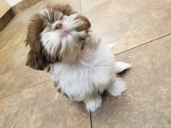 Westbrook Animal Hospital 5