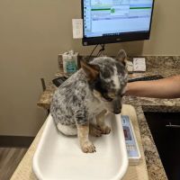 Parkway Animal Clinic ico