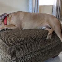 Banfield Pet Hospital ico