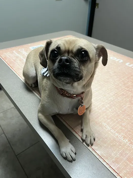 VCA El Mirage Animal Hospital 7