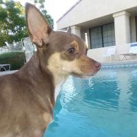 Katz and Dogs Wellness Clinic ico