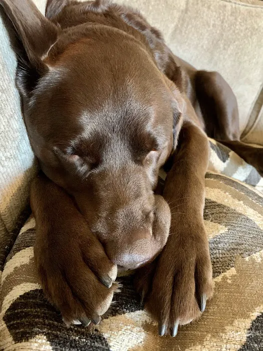 Urgent Petcare 3
