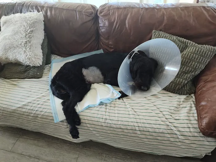 Urgent Petcare 4