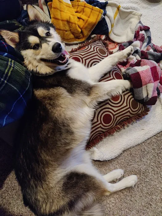Urgent Petcare 9