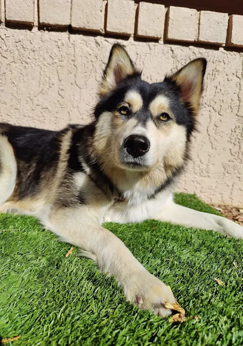 Urgent Petcare 8