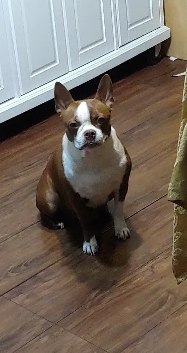 Peoria Animal Hospital 2
