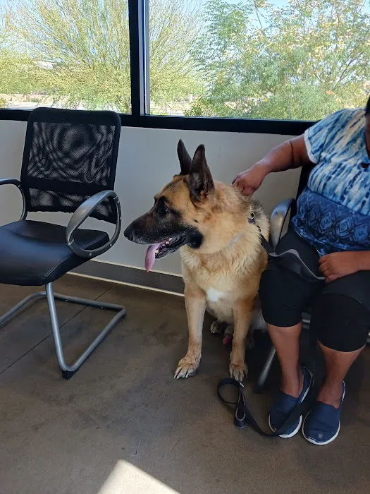 Peoria Animal Hospital 6