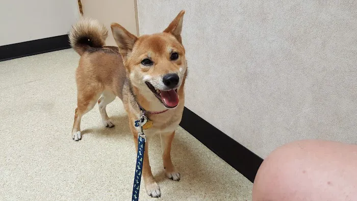 Peoria Animal Hospital 1