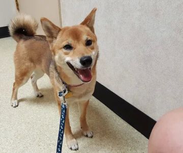 Peoria Animal Hospital