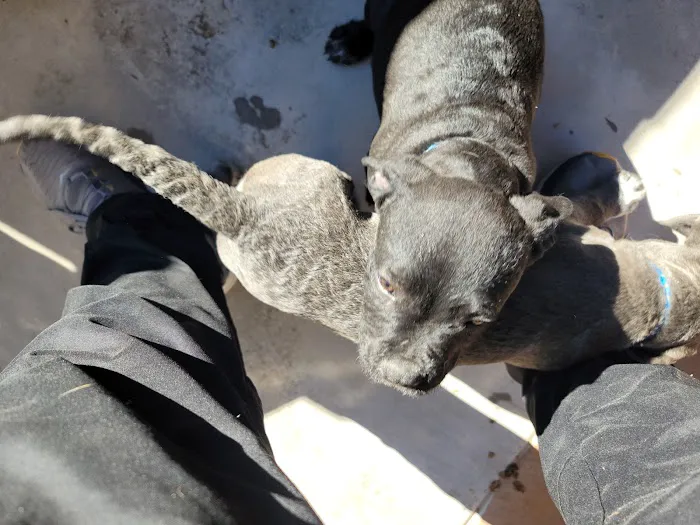 BluePearl Pet Hospital 7