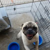 West Olive Animal Hospital Llc ico