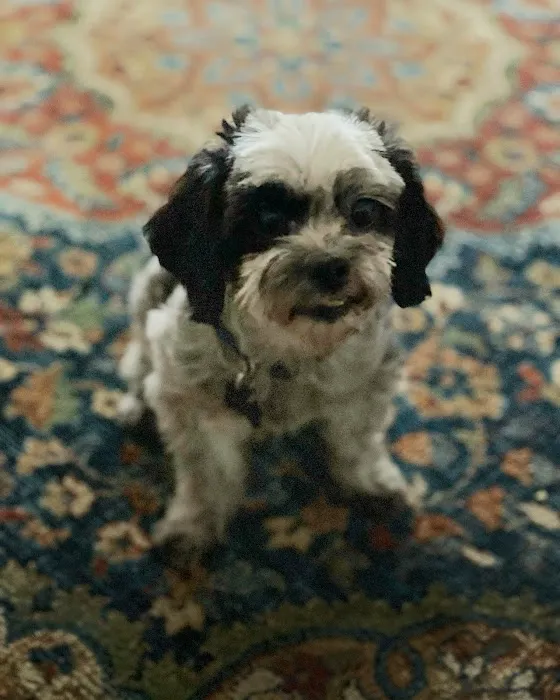 West Olive Animal Hospital Llc 4