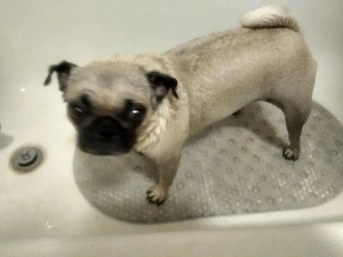 Westridge Animal Hospital 1