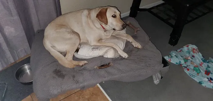 Banfield Pet Hospital 4