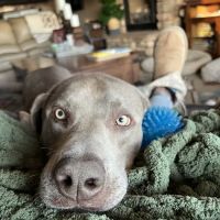 Southwest Veterinary Surgical Service, PC ico