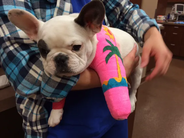 Southwest Veterinary Surgical Service, PC 4