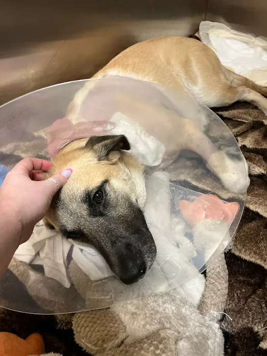 Arizona Canine Orthopedics & Sports Medicine 6