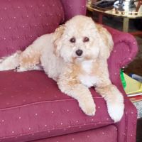 Arizona Canine Orthopedics & Sports Medicine ico