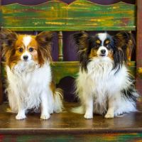 Dynamite Animal Hospital ico