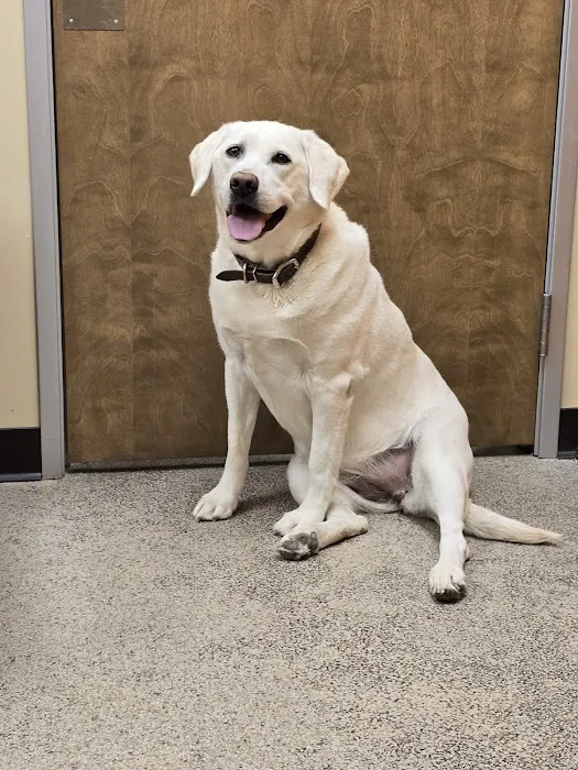 Rio Verde Animal Hospital 6
