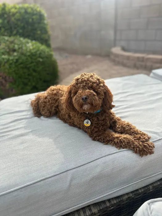Rio Verde Animal Hospital 9