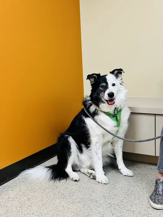 Rio Verde Animal Hospital 5