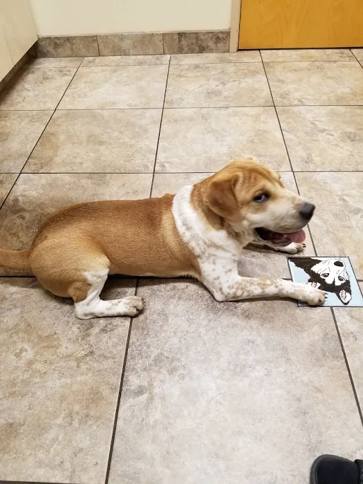 Dove Valley Animal Hospital 10