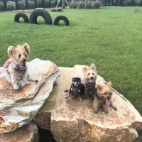 Banfield Pet Hospital ico