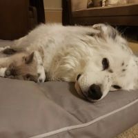 Shey's Veterinary Hospital ico