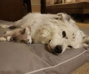 Shey's Veterinary Hospital