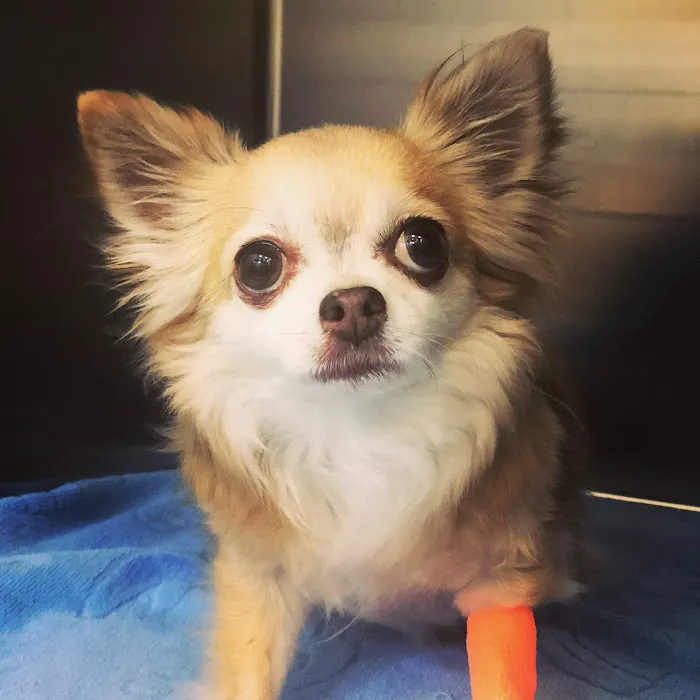 Eastwood Animal Hospital 12