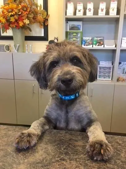 Chuluota Veterinary Hospital 1