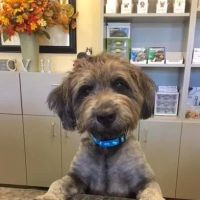 Chuluota Veterinary Hospital ico