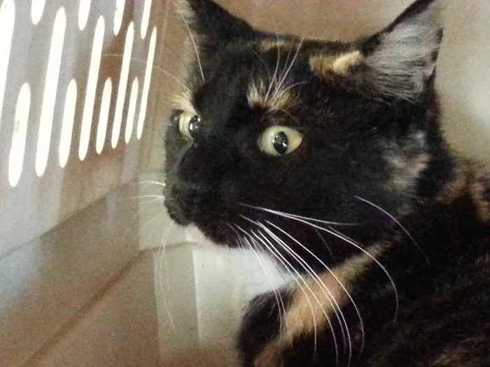 Chickasaw Trail Animal Hospital 12