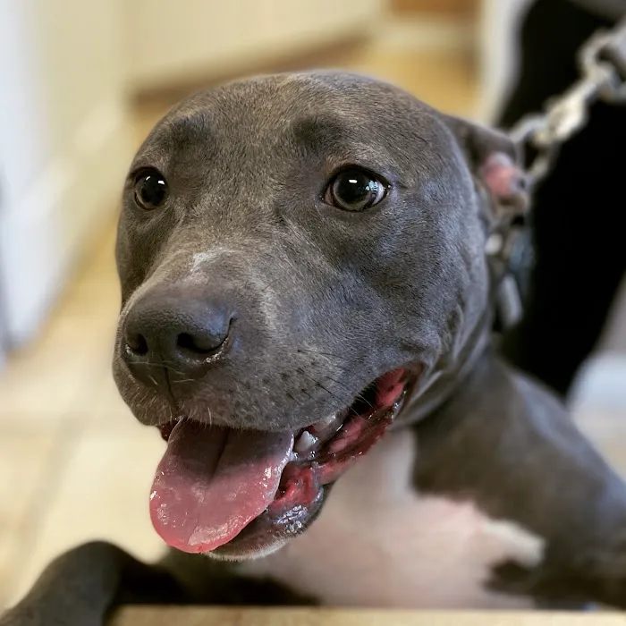 Avalon Family Vet 1