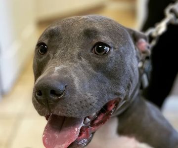 Avalon Family Vet